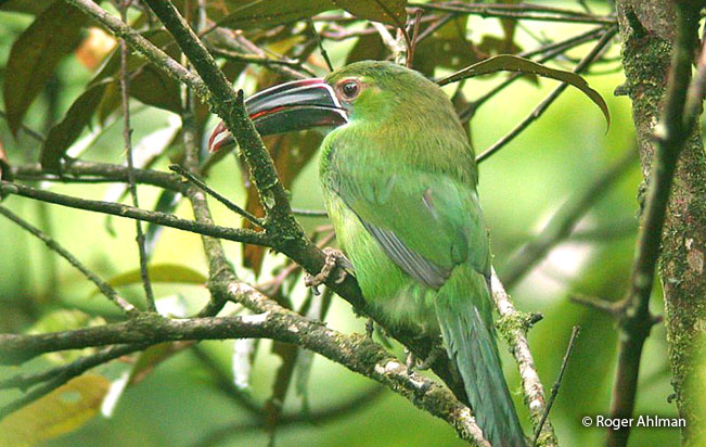 chestnut-tipped_toucanet