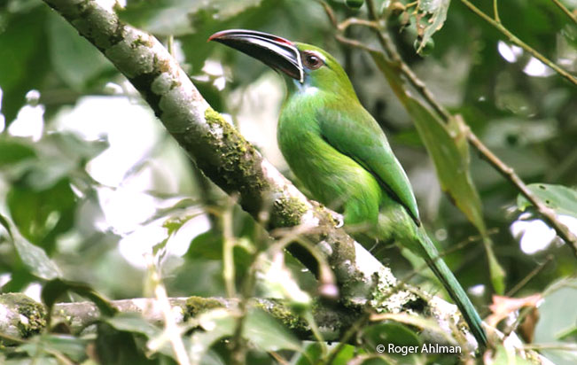 chestnut-tipped_toucanet