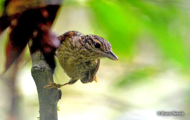 chestnut-winged_hookbill