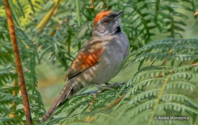 cinereous-breasted_spinetail