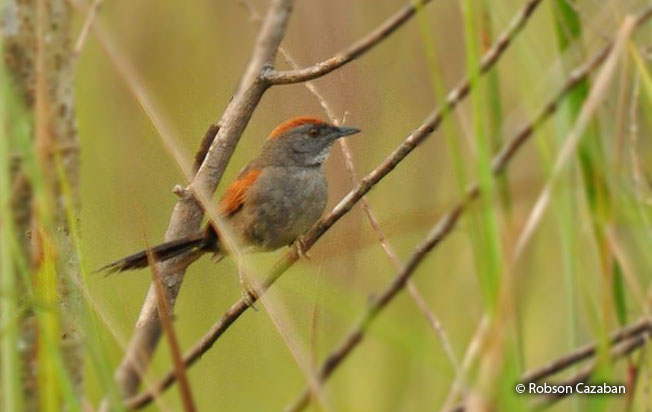cinereous-breasted_spinetail