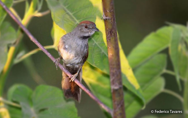 cinereous-breasted_spinetail