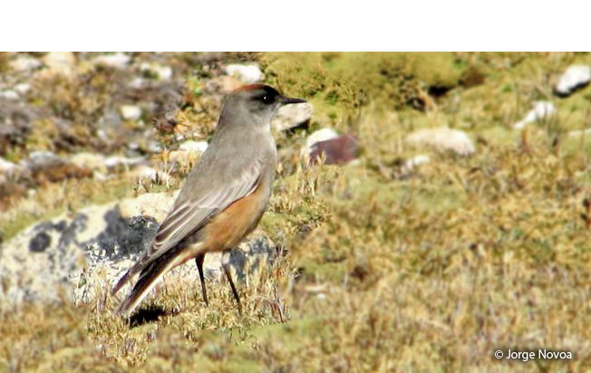 cinnamon-bellied_ground-tyrant