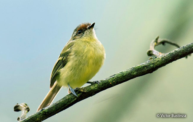 cinnamon-faced_tyrannulet