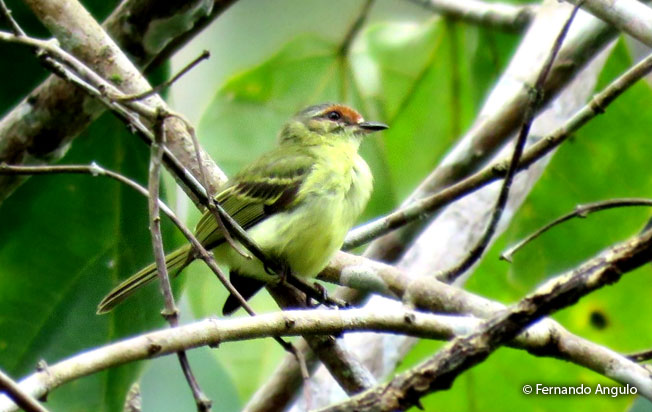 cinnamon-faced_tyrannulet