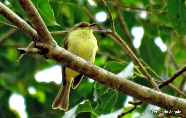 cinnamon-faced_tyrannulet