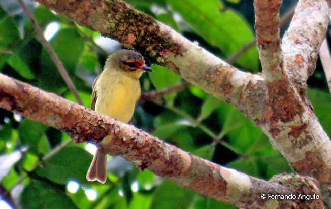 cinnamon-faced_tyrannulet