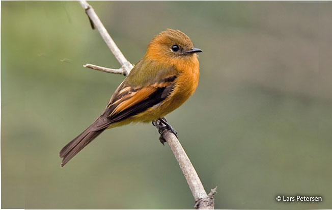 cinnamon_flycatcher
