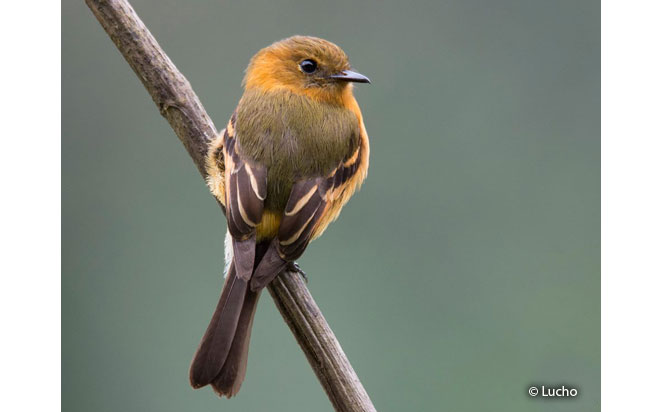 cinnamon_flycatcher