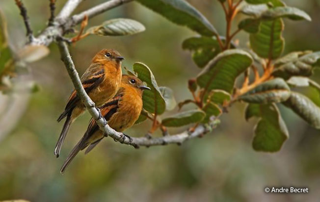 cinnamon_flycatcher