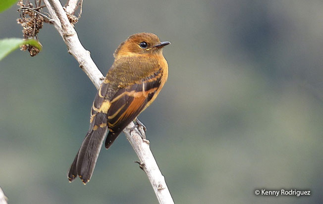 cinnamon_flycatcher