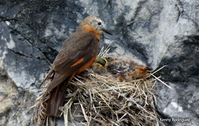 cliff_flycatcher