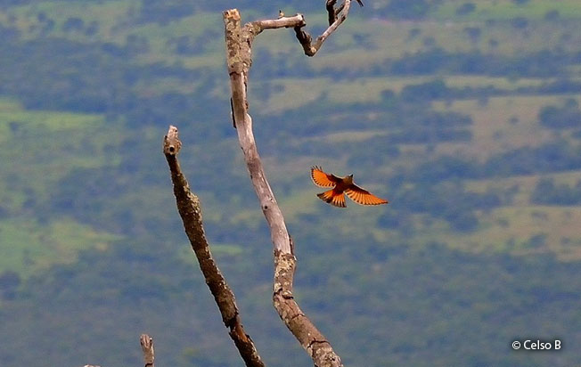 cliff_flycatcher