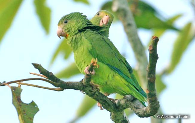 cobalt-winged_parakeet