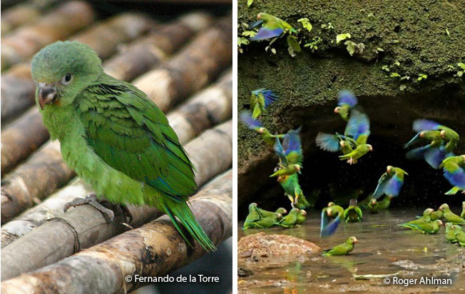 cobalt-winged_parakeet