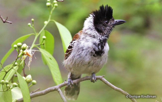 collared-antshrike