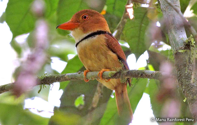 collared_puffbird