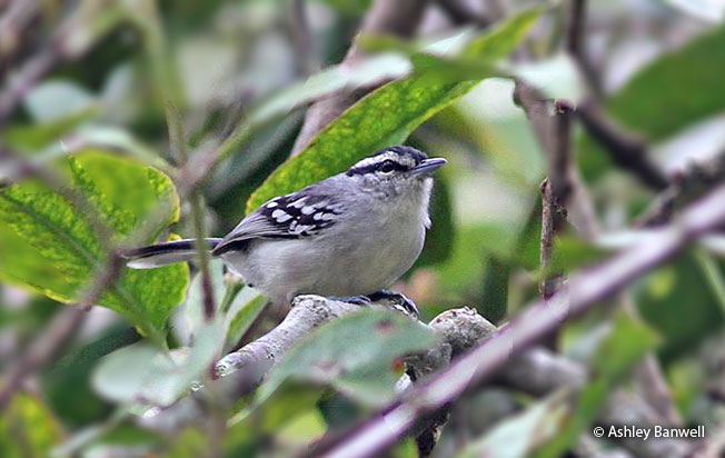 creamy-bellied_antwren