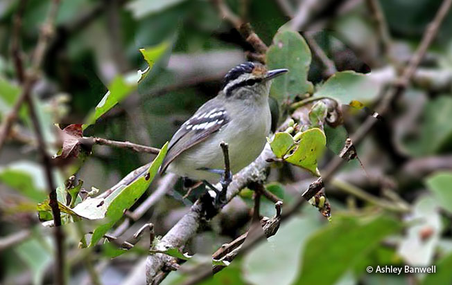 creamy-bellied_antwren