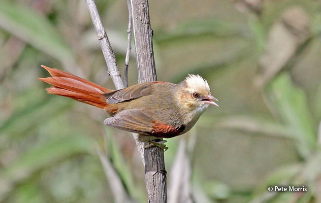 ColaEspina de Cresta Cremosa (Cranioleuca albicapilla)