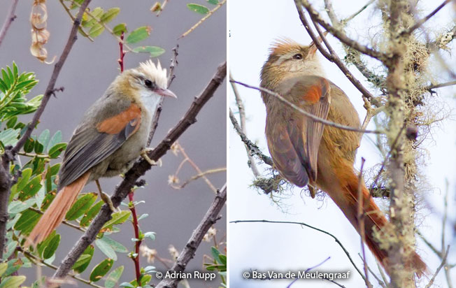 creamy-crested_spinetail