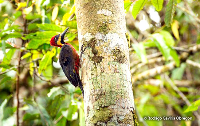 crimson-bellied_woodpecker