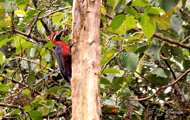 crimson-bellied_woodpecker