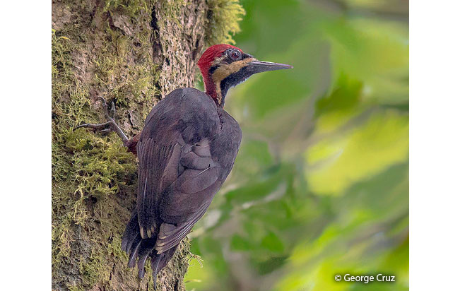 crimson-bellied_woodpecker