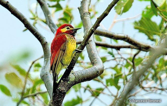 crimson-mantled_woodpecker