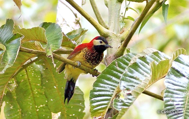 crimson-mantled_woodpecker