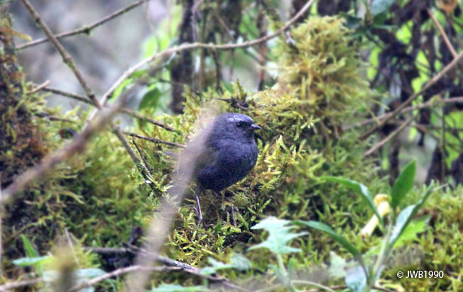 diademed_tapaculo