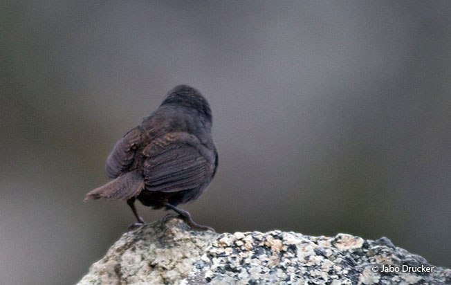 diademed_tapaculo
