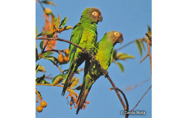 dusky-headed_parakeet