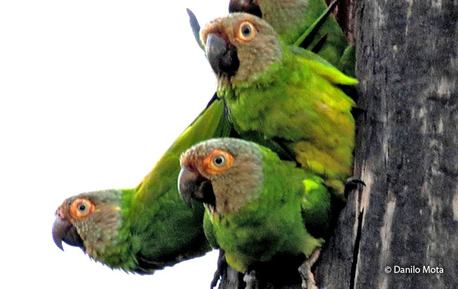 dusky-headed_parakeet