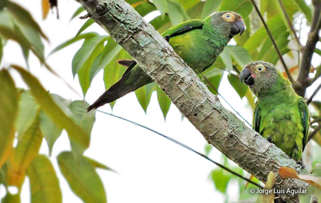 dusky-headed_parakeet