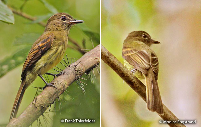 dusky-tailed_flatbill