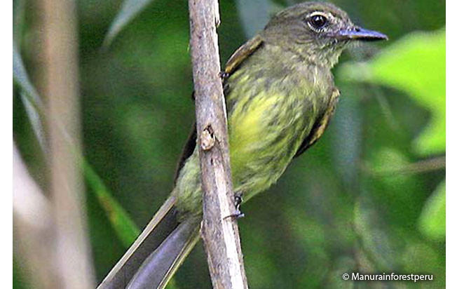 dusky-tailed_flatbill