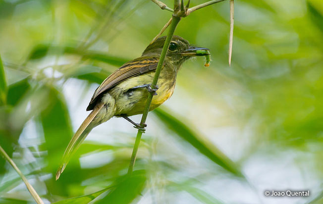 dusky-tailed_flatbill