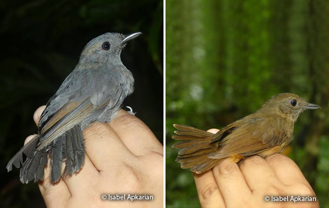 dusky-throated_antshrike
