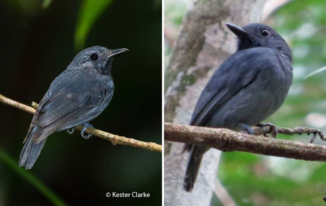dusky-throated_antshrike