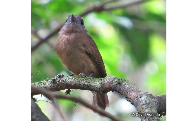 dusky-throated_antshrike