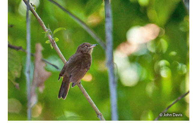 dusky-throated_antshrike