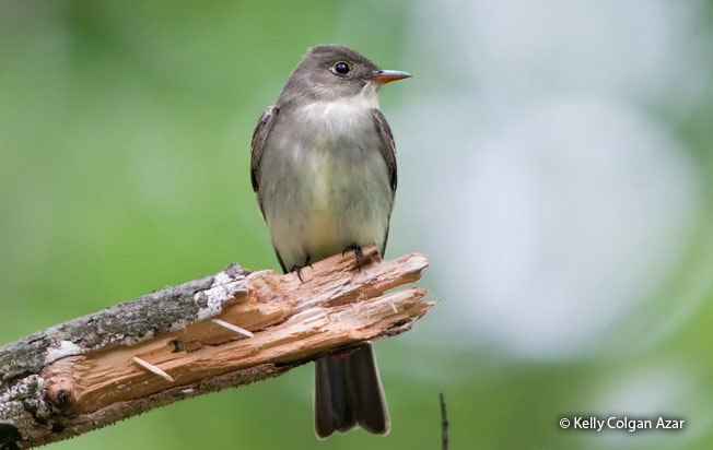 eastern_wood-pewee