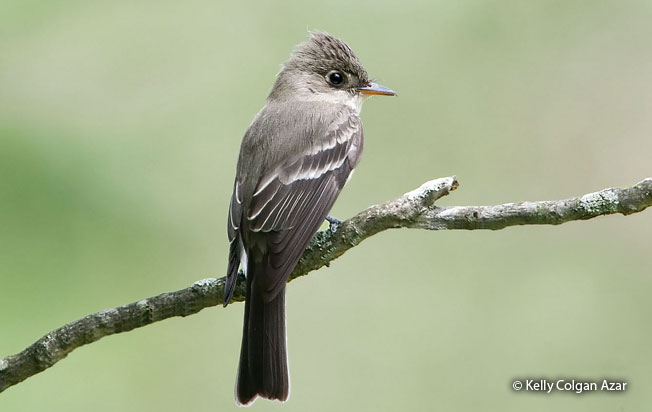 eastern_wood-pewee