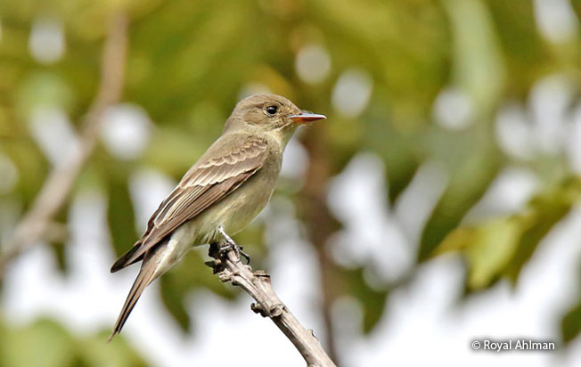 eastern_wood-pewee