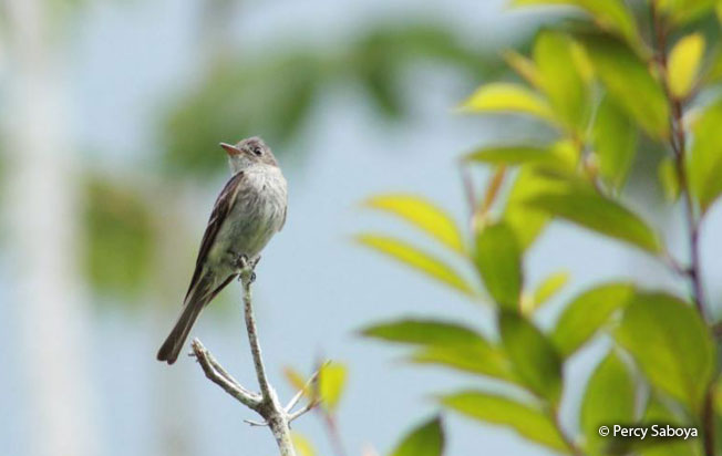 eastern_wood-pewee
