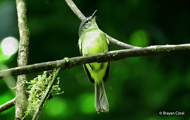 ecuadorian_tyrannulet