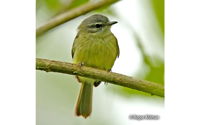 ecuadorian_tyrannulet