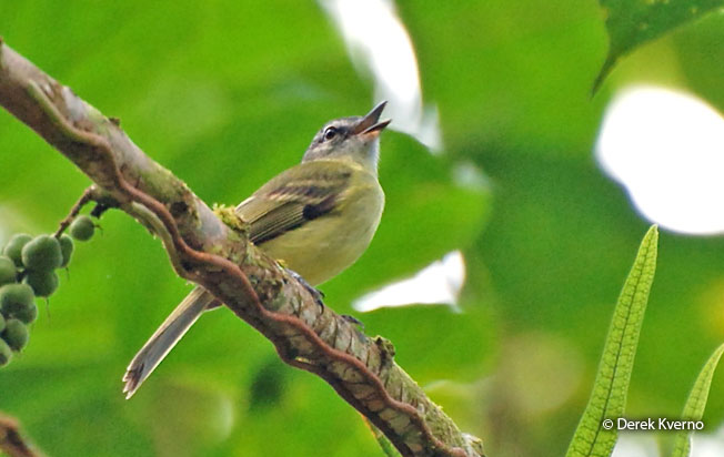 ecuadorian_tyrannulet