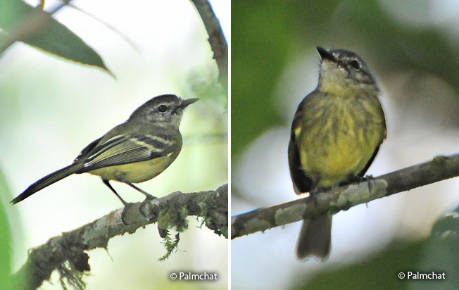 ecuadorian_tyrannulet